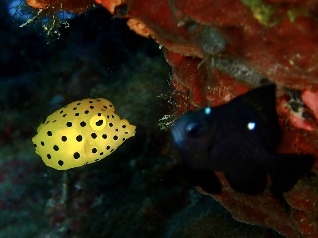 ミナミハコフグ幼魚