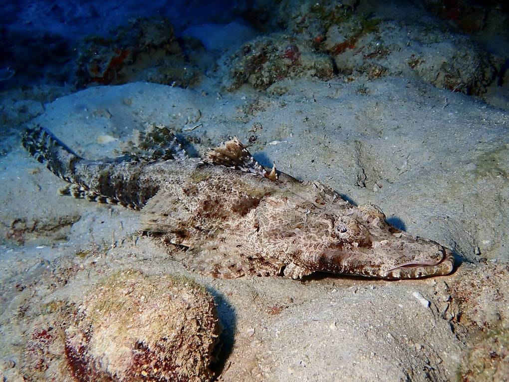 奄美大島ワニゴチ