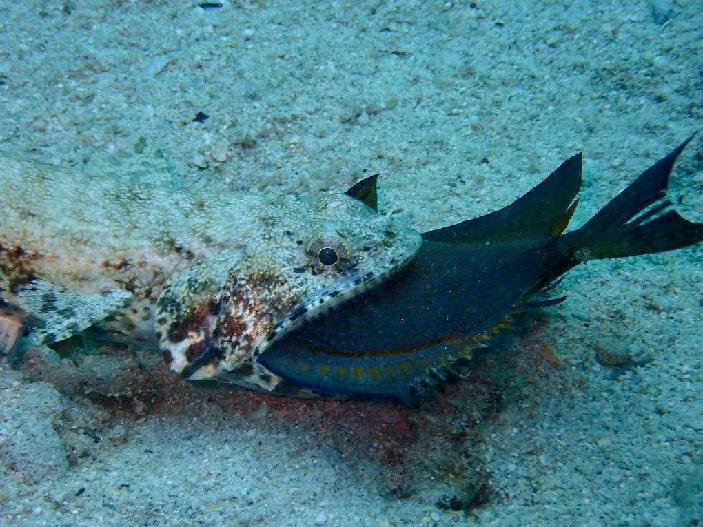 魚の捕食