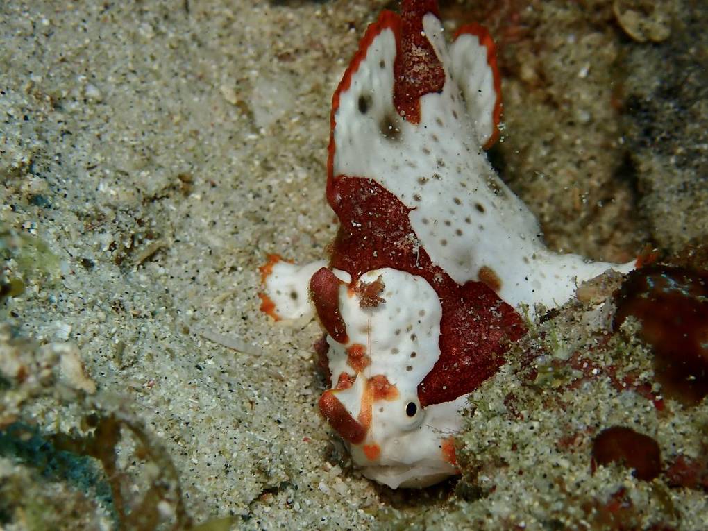 奄美大島カエルアンコウカエルアンコウ