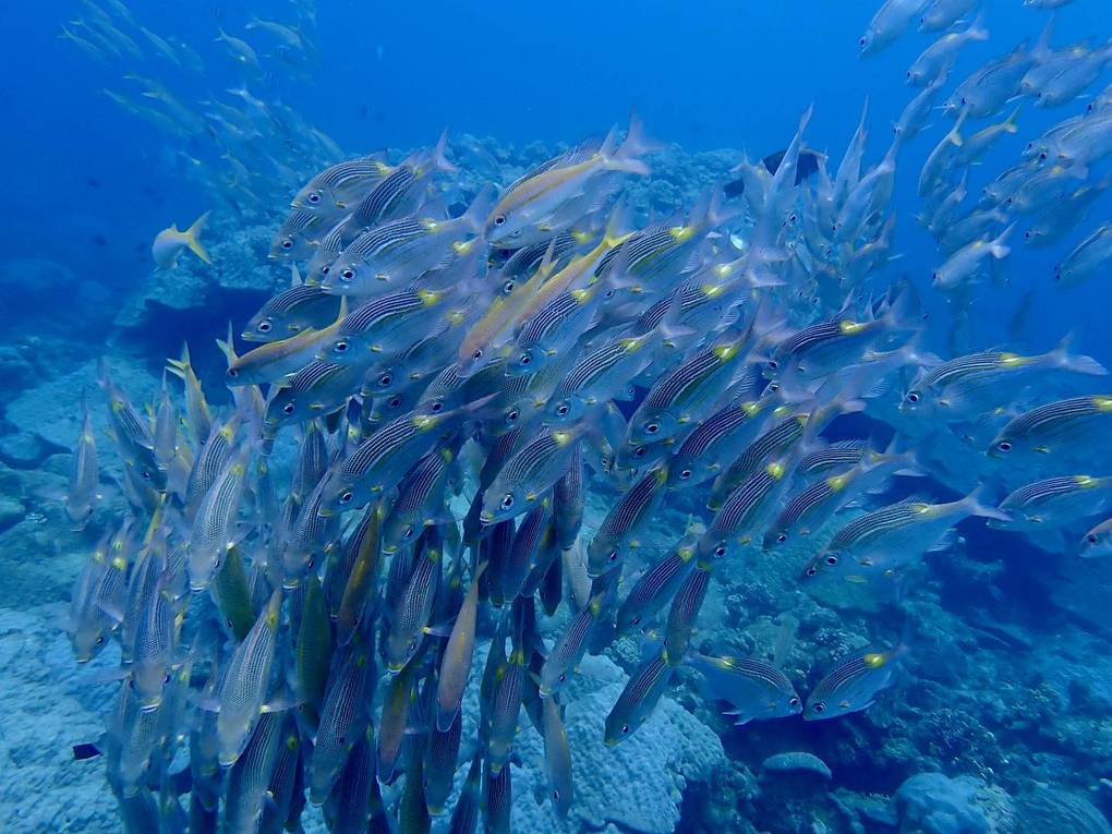 魚の群れ