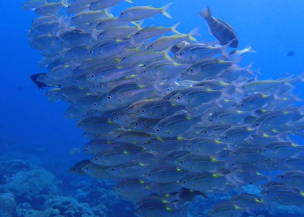 奄美大島　魚の群れ