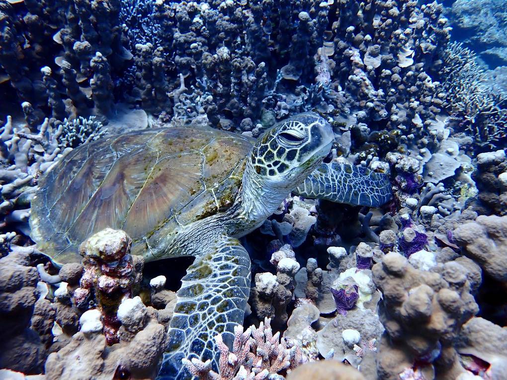 奄美大島ウミガメ