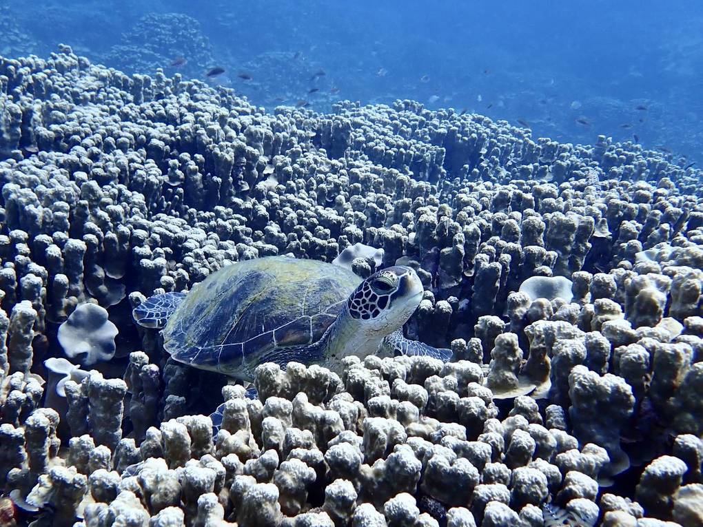 奄美大島ウミガメ