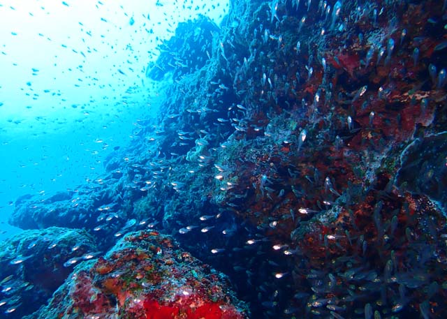 奄美大島魚たち