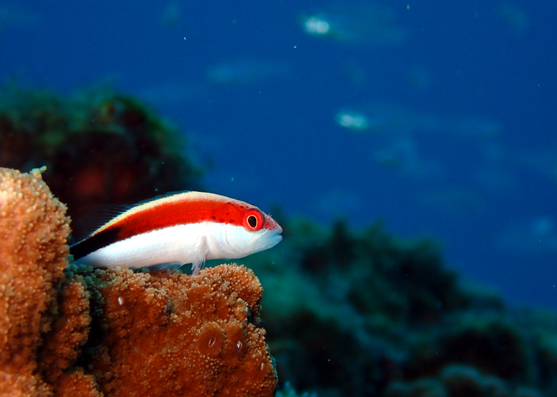 ホシゴンベ幼魚