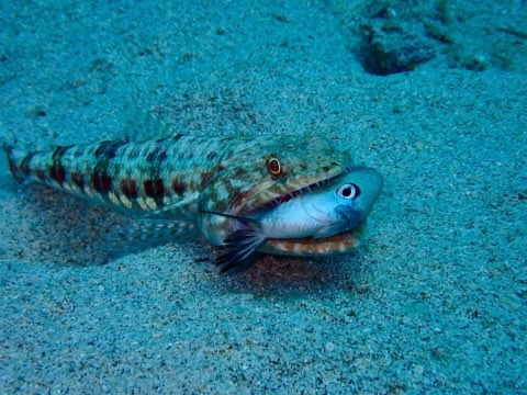エソの捕食