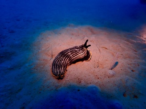 ウミウシ