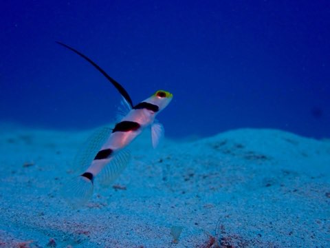 ヒレナガネジリンボウ
