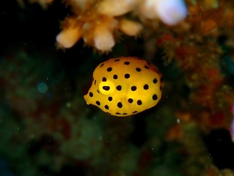 ミナミハコフグ幼魚