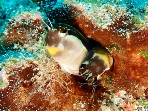ヒトスジギンポ求愛