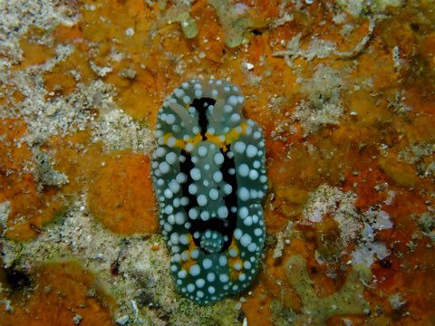 シモフリカメサンウミウシ