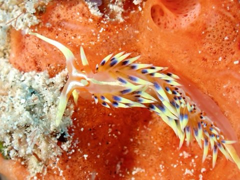 ヒブサミノウミウシ