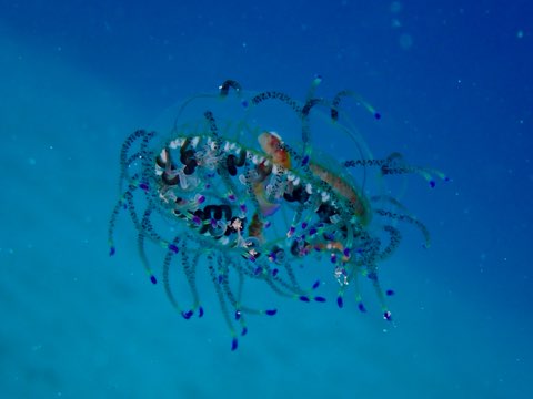 ハナガサクラゲ