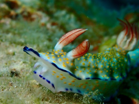 ボーランドウミウシ