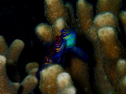 ニシキテグリ