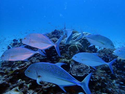 カスミアジ奄美大島