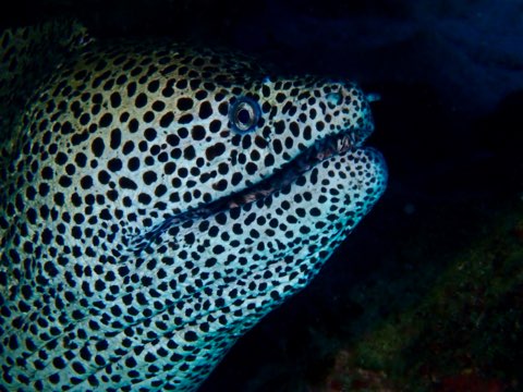 ニセゴイシウツボ