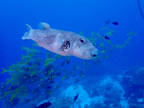 モヨウフグ