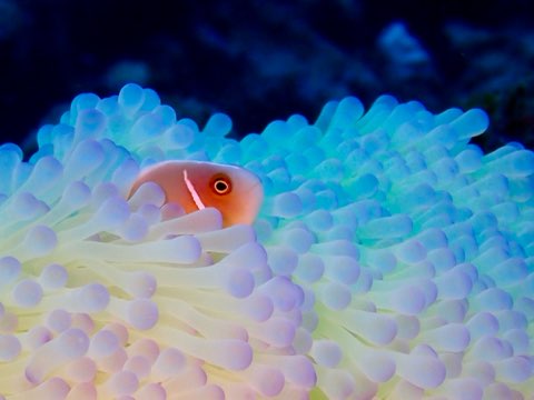アメイジングイソギンチャク