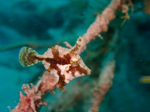 セダカカワハギ