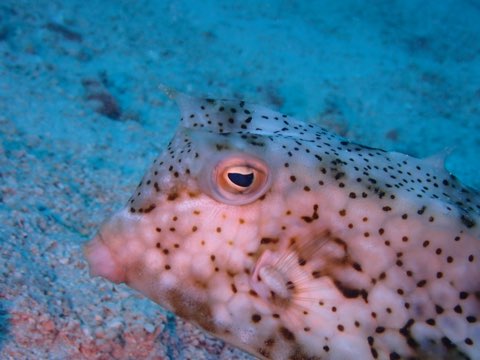 コンゴウフグ