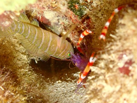 バイオレットボクサーシュリンプ