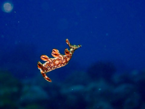ヒオドシユビウミウシ