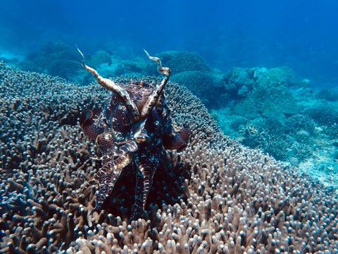 奄美大島コブシメ