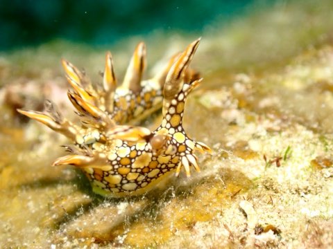 ヒオドシユビウミウシ