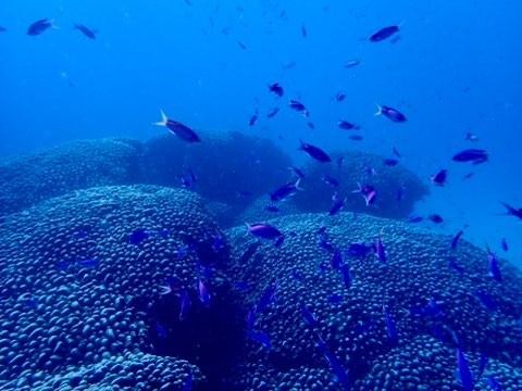 コモンシコロサンゴ奄美大島