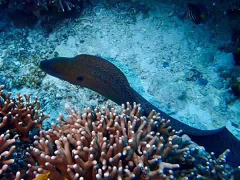 ドクウツボ