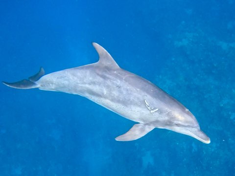 イルカ奄美大島
