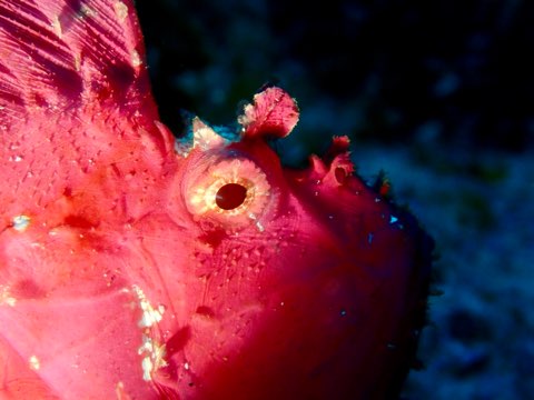 ハダカハオコゼ