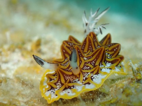 モザイクウミウシ