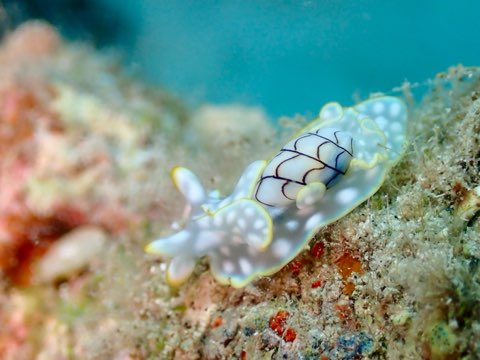コンシボリガイ