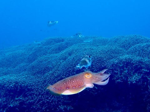 コブシメ　奄美大島