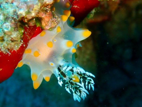 コンペイトウウミウシ