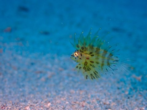 キリンミノカサゴ幼魚