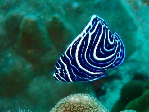 タテジマキンチャクダイ幼魚