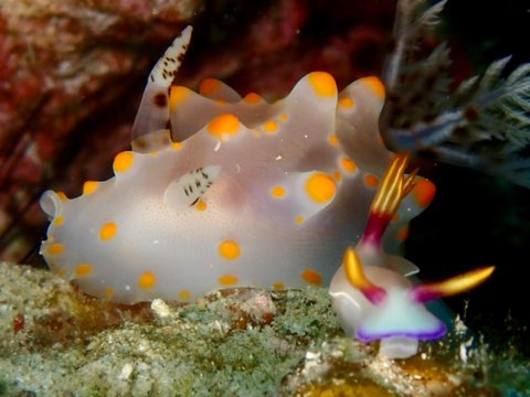 奄美大島ダイビング