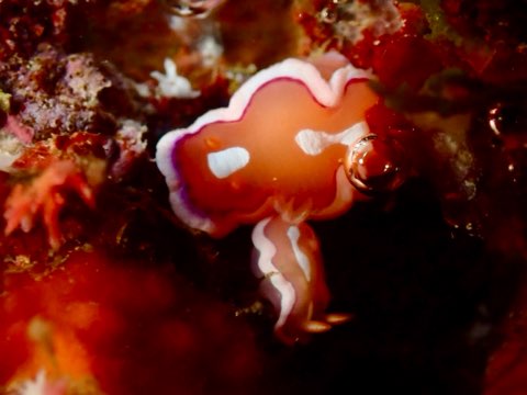 キベリアカウミウシ