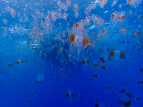 クシクラゲ