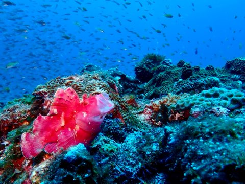 奄美大島ハダカハオコゼ