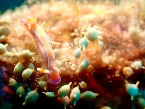 奄美大島ウミウシ