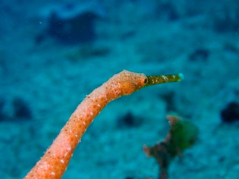 ワカヨウジ