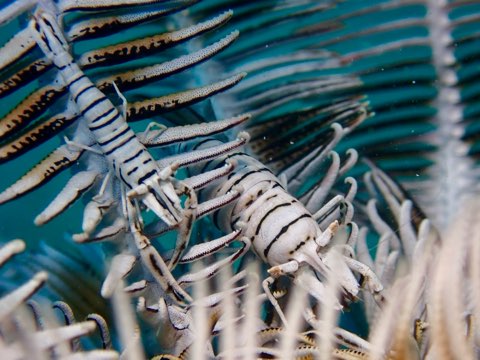 バサラカクレエビ