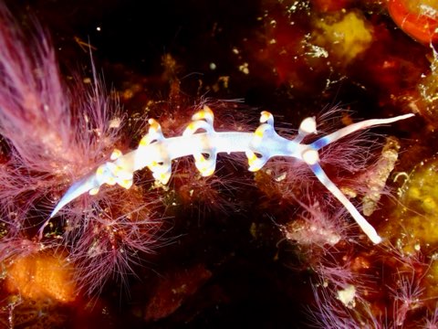 ウミウシ