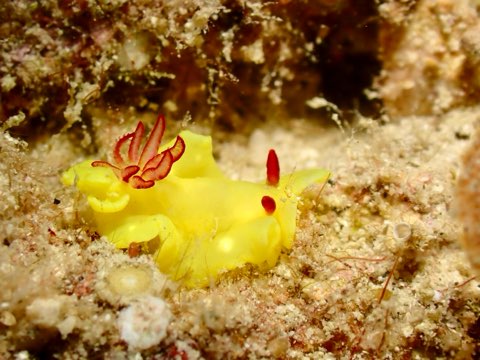 ウミウシ