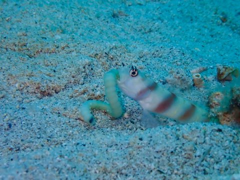 ヒメダテハゼ